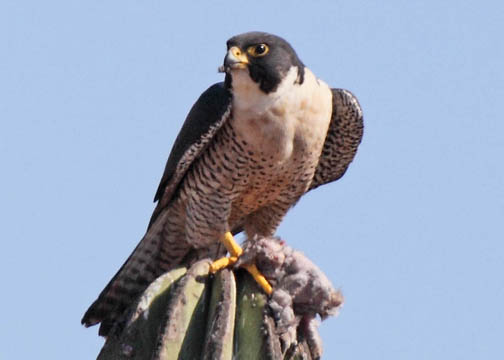 Peregrine falcon 1